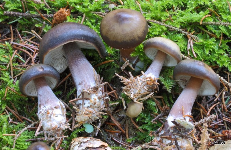 Rhodocollybia butyracea